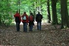 Bos wandelen